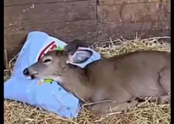 R1212007 Rescata al ciervo (Parte 2)