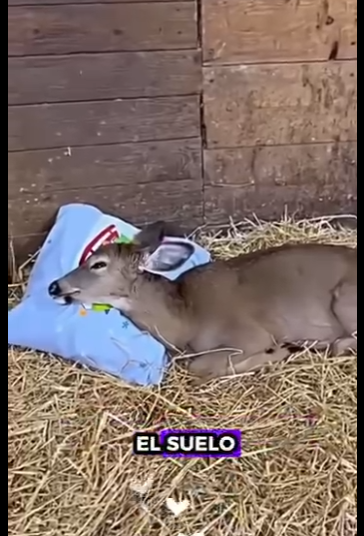 R1212007 Rescata al ciervo (Parte 2)