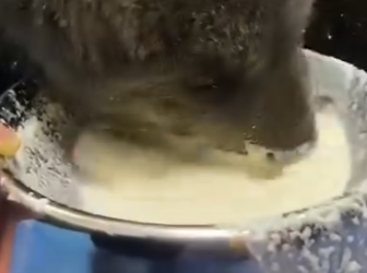 R1212002 rescate de un cachorro de oso negro (Parte 2)