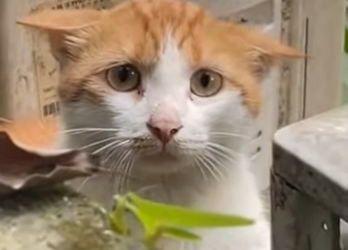 R1212008 Gatito rescatado (Parte 2)