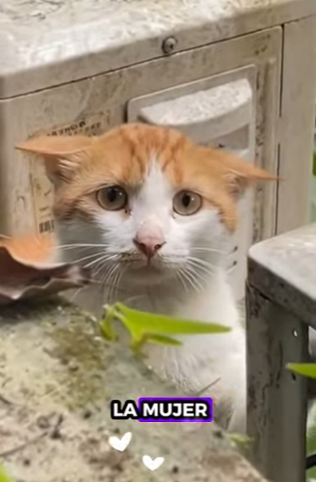 R1212008 Gatito rescatado (Parte 2)