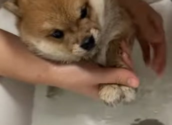 R1212006 perros de rescate (Parte 2)