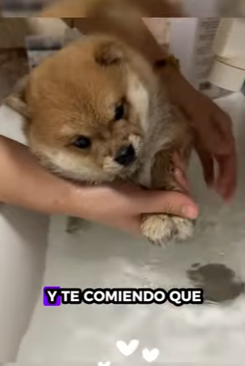 R1212006 perros de rescate (Parte 2)