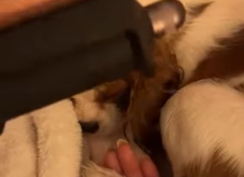 R1212003 perros de rescate (Parte 2)