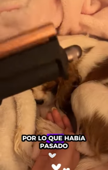 R1212003 perros de rescate (Parte 2)