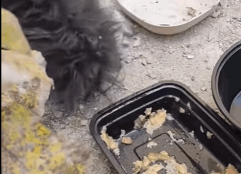 dog was exhausted hunger cold (Part 2)