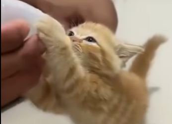 R1212004 Gatito rescatado (Parte 2)