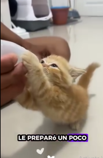 R1212004 Gatito rescatado (Parte 2)