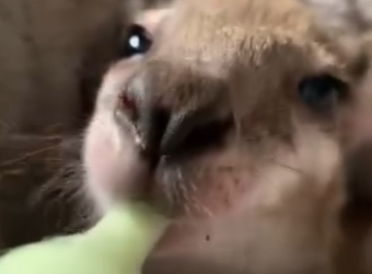 R1212009 Rescue Kangaroo (Parte 2)