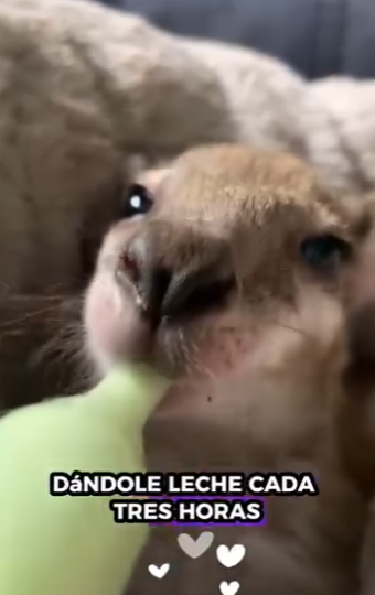 R1212009 Rescue Kangaroo (Parte 2)