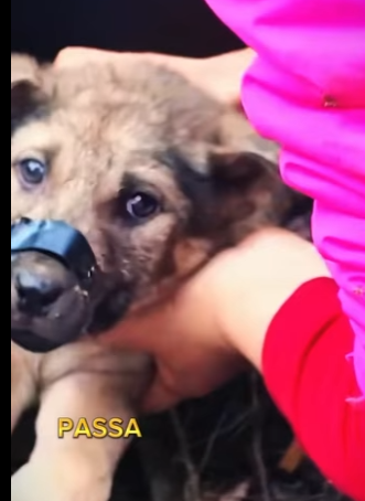 U1212009 Cãozinho foi resgatado em tubulação de esgoto (Part 2)