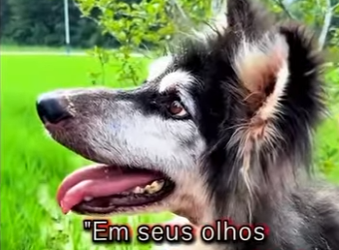 U1212003 Foi encontrado um cachorro vivendo apenas de vento (Part 2)