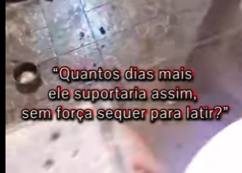 U1212001 cão esquecido em se próprio lar foi resgatado dias não comia, água (Part 2)