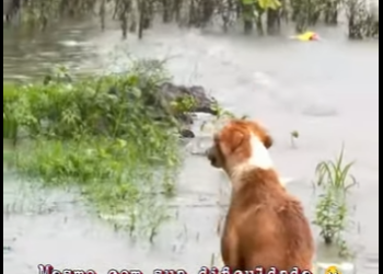 U1212004 cão deficiente resgatado em meio tempestade (Part 2)