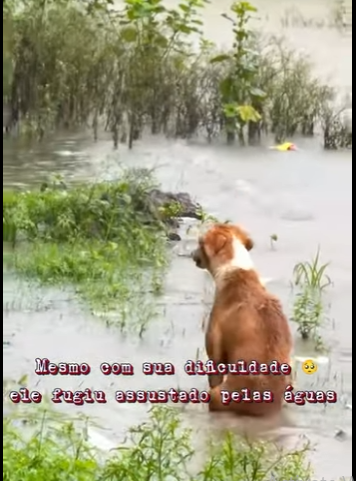 U1212004 cão deficiente resgatado em meio tempestade (Part 2)