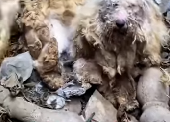 U1212002 pobre cachorro vivia cercado por muros feito de pedra em espaço minús (Part 2)