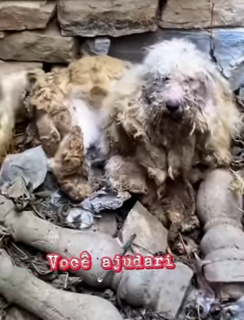 U1212002 pobre cachorro vivia cercado por muros feito de pedra em espaço minús (Part 2)