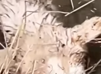 U1212007 cachorro sumido dias foi encontrado dentro do poço foi resgatado (Part 2)