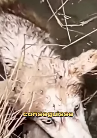 U1212007 cachorro sumido dias foi encontrado dentro do poço foi resgatado (Part 2)