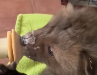 A1212005 Rescata al zorro (Parte 2)