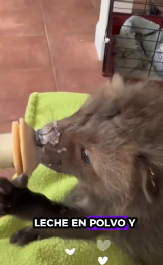 A1212005 Rescata al zorro (Parte 2)