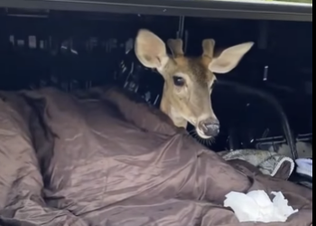 A1212004 Rescata al ciervo (Parte 2)