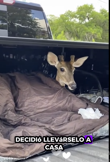 A1212004 Rescata al ciervo (Parte 2)