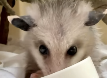 A1212002 Rescatar la zarigüeya (Parte 2)