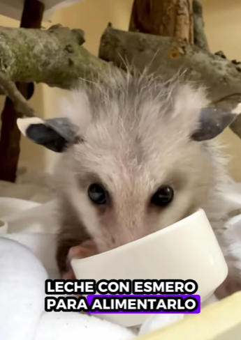 A1212002 Rescatar la zarigüeya (Parte 2)