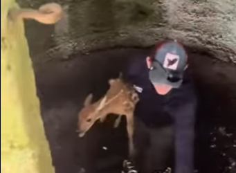 A1212009 Gatito rescatado (Parte 2)