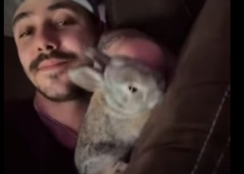 A1212007 Conejos rescatados (Parte 2)