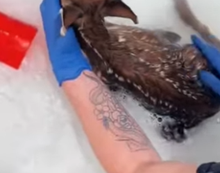 A1212006 Rescatar al ciervo (Parte 2)