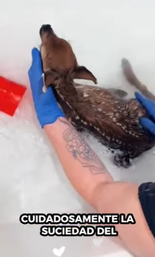 A1212006 Rescatar al ciervo (Parte 2)