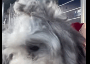 puppy was lying by roadside (Part 2)