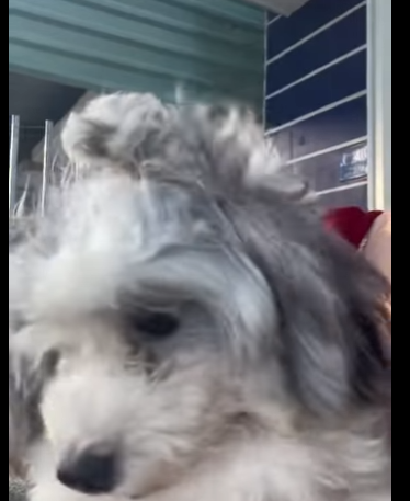 puppy was lying by roadside (Part 2)