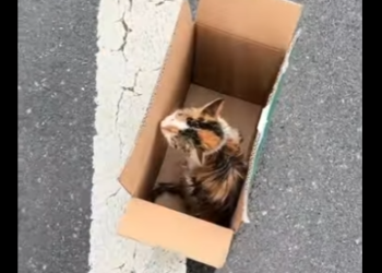 A1212008 Gatito rescatado (Parte 2)