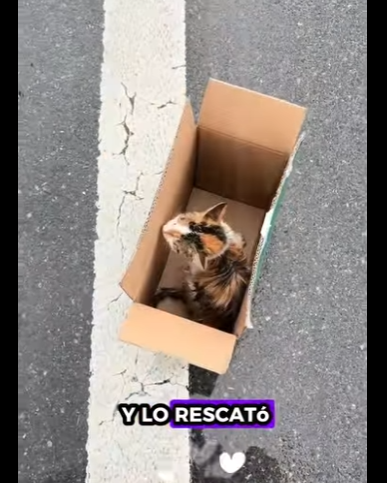 A1212008 Gatito rescatado (Parte 2)