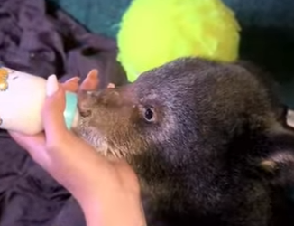 A1212001 rescate de un cachorro de oso negro (Parte 2)