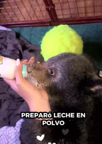 A1212001 rescate de un cachorro de oso negro (Parte 2)