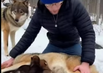 P1012008 Suddenly one day, wolf found my house (Part 2)