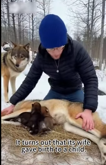 P1012008 Suddenly one day, wolf found my house (Part 2)