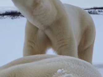 P1012007 helped mother polar bear was asking me help (Part 2)