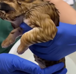 P1012004 found weak lion cub while taking walk (Part 2)