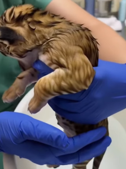 P1012004 found weak lion cub while taking walk (Part 2)