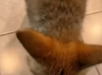 P1314005 bear almost took her! (Parte 2)