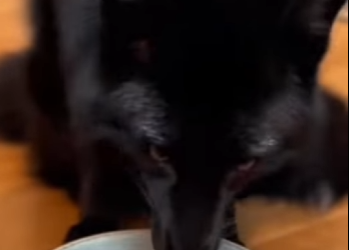 P1314003 saved fox (Part 2)