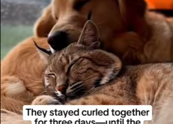 P1314001 My Dog Adopted Wild Bobcat (Parte 2)