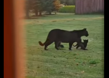 P1314008 She Stole My Turkey (Parte 2)