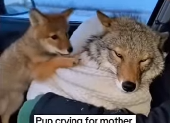 P1314004 pulled her under ice (Parte 2)