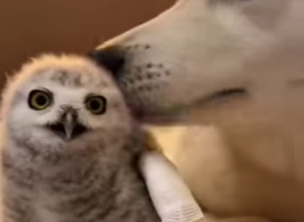 P1314002 rescued tiny snowy owl was screaming under red fox teeth (Parte 2)